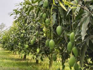 WhatsApp Image 2025-04-29 at 09.53.36_a5dc96d3