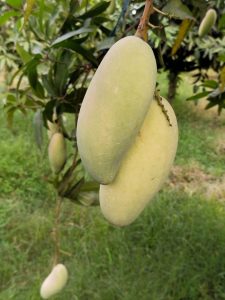 WhatsApp Image 2025-04-29 at 09.53.37_867e34f0