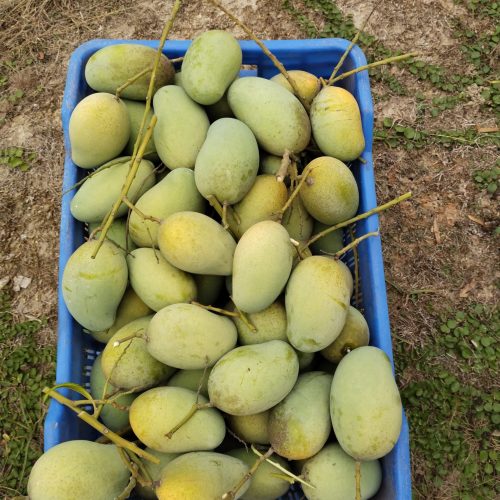 WhatsApp Image 2025-04-29 at 09.53.36_0656136b