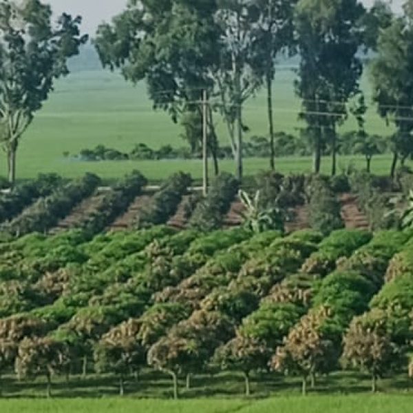 WhatsApp Image 2026-01-16 at 7.33.49 PM