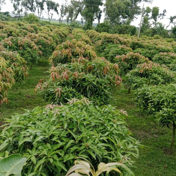 WhatsApp Image 2026-01-16 at 7.33.51 PM (1)